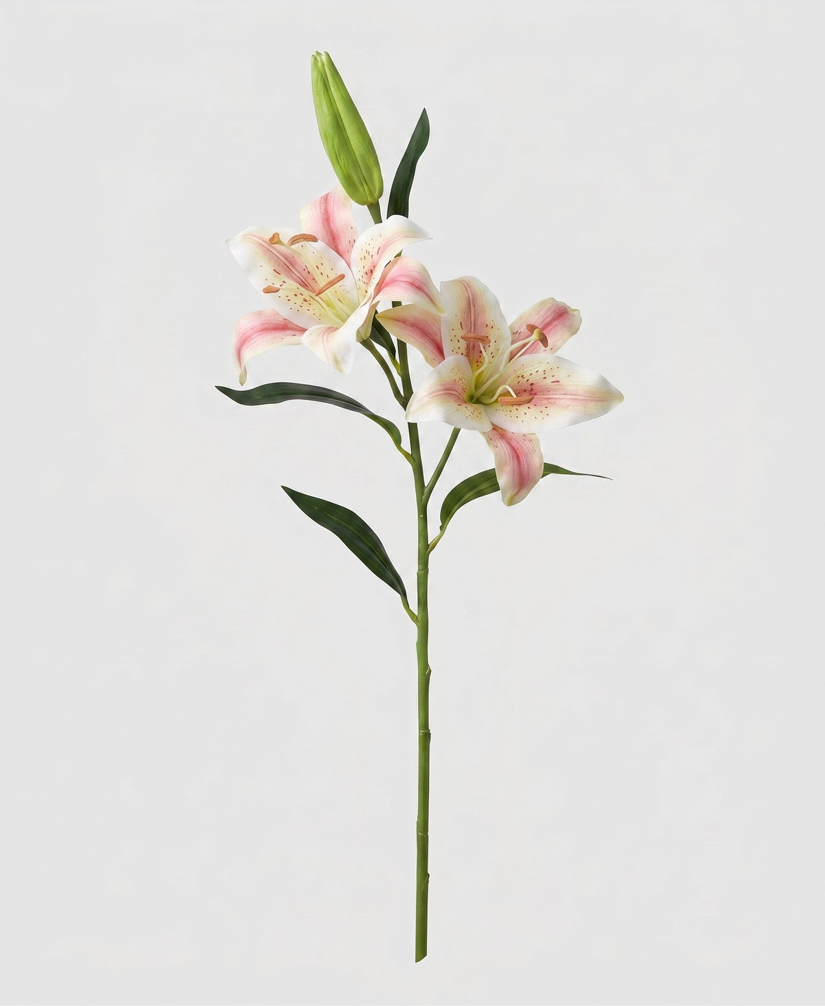 Casablanca Real Touch Large Lily Single Stem - Champagne (edited v2)
