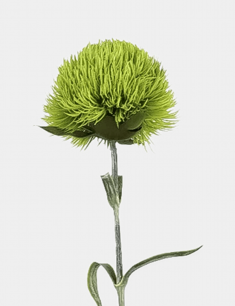 Grass Ball Green Dianthus Single Stem - Flovery