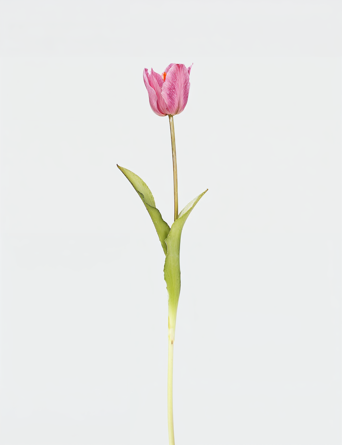 Real Touch English Large Tulip Single Stem - Flovery Main image