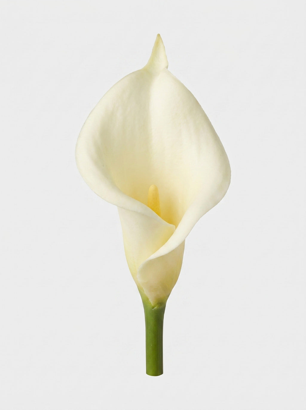 Large Calla Lily Single Stem - White - bloom close-up (Studio Gray)