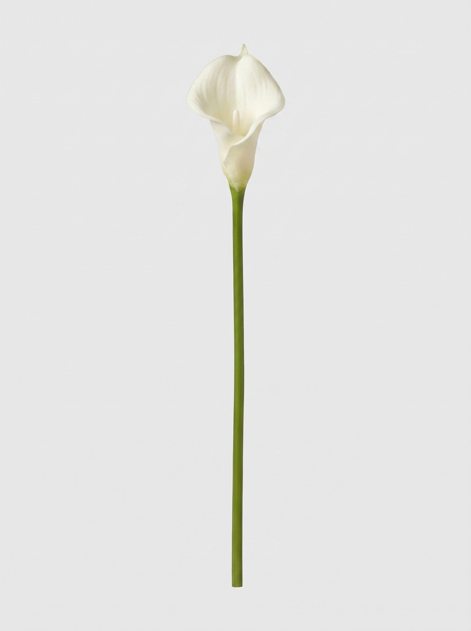 Large Calla Lily Single Stem Secondary image