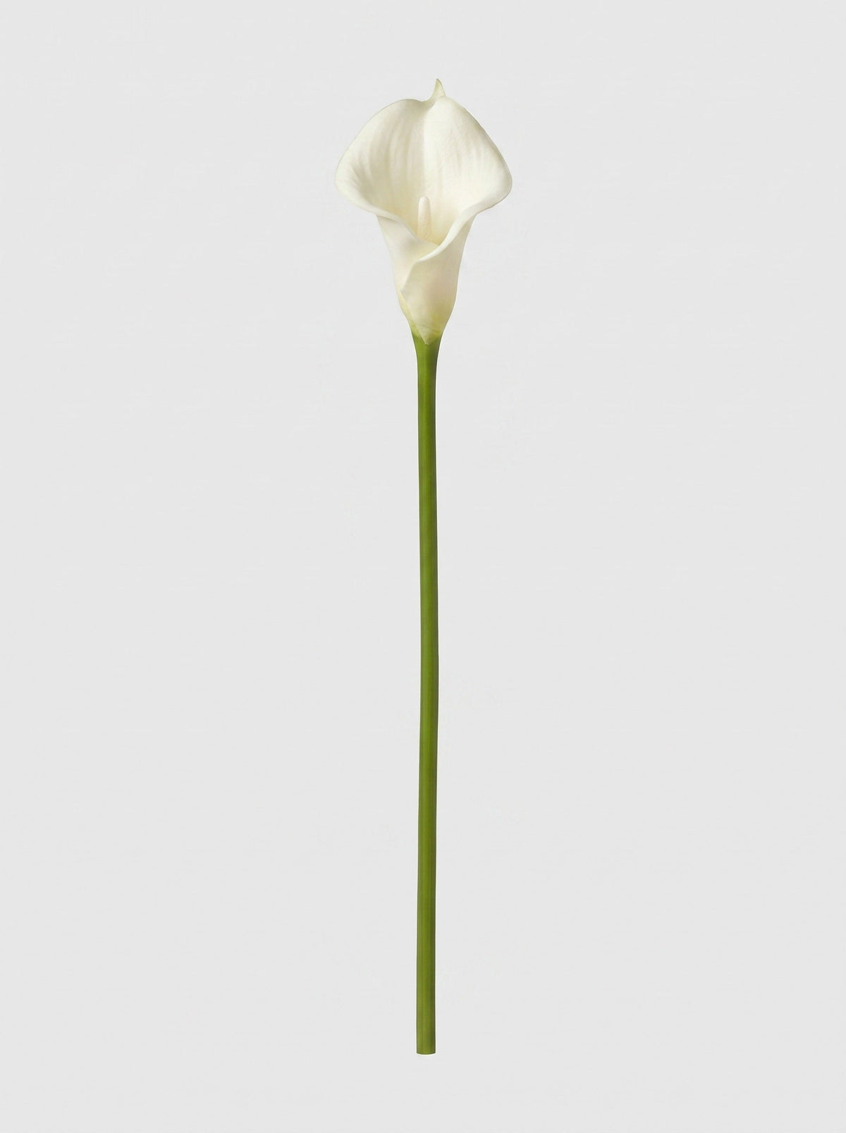Large Calla Lily Single Stem - White - full stem (Studio Gray)