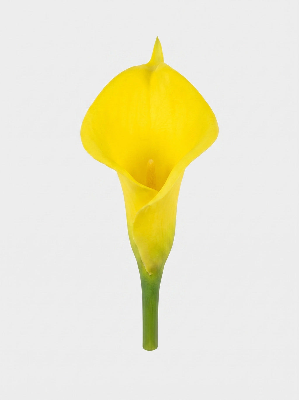 Large Calla Lily Single Stem - Yellow - bloom close-up (Studio Gray)