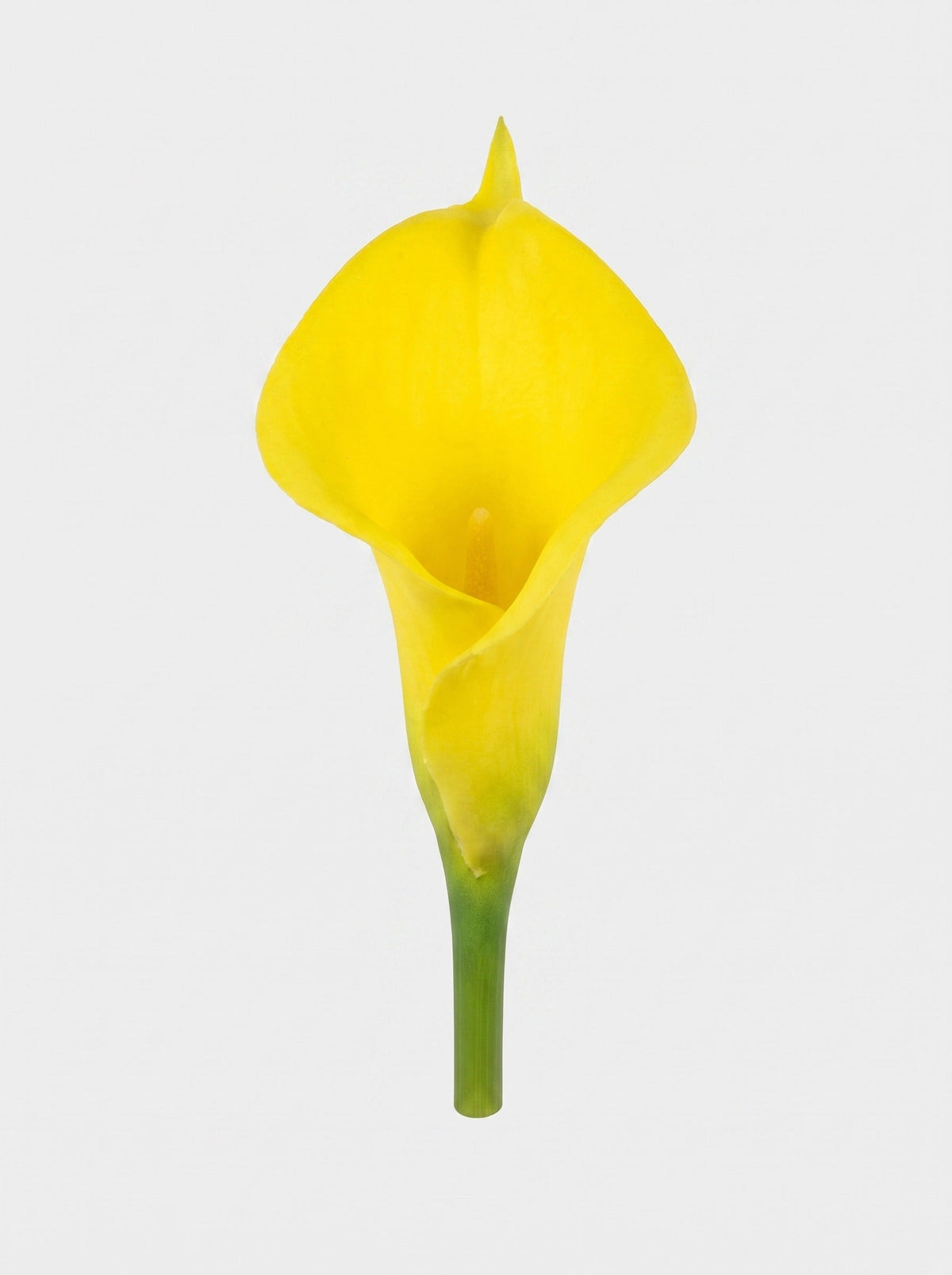 Large Calla Lily Single Stem - Yellow - bloom close-up (Studio Gray)