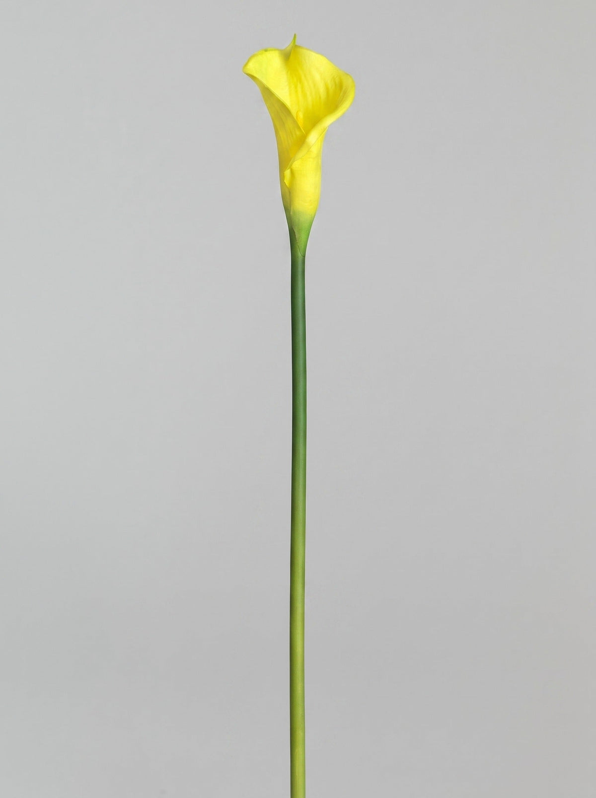 Large Calla Lily Single Stem - Yellow - full stem (Studio Gray)