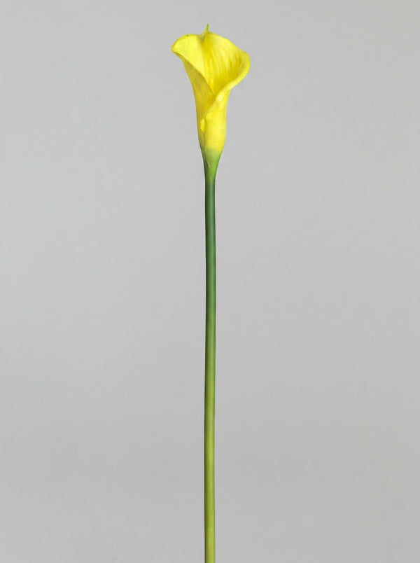 Large Calla Lily Single Stem - Yellow - full stem (Studio Gray)