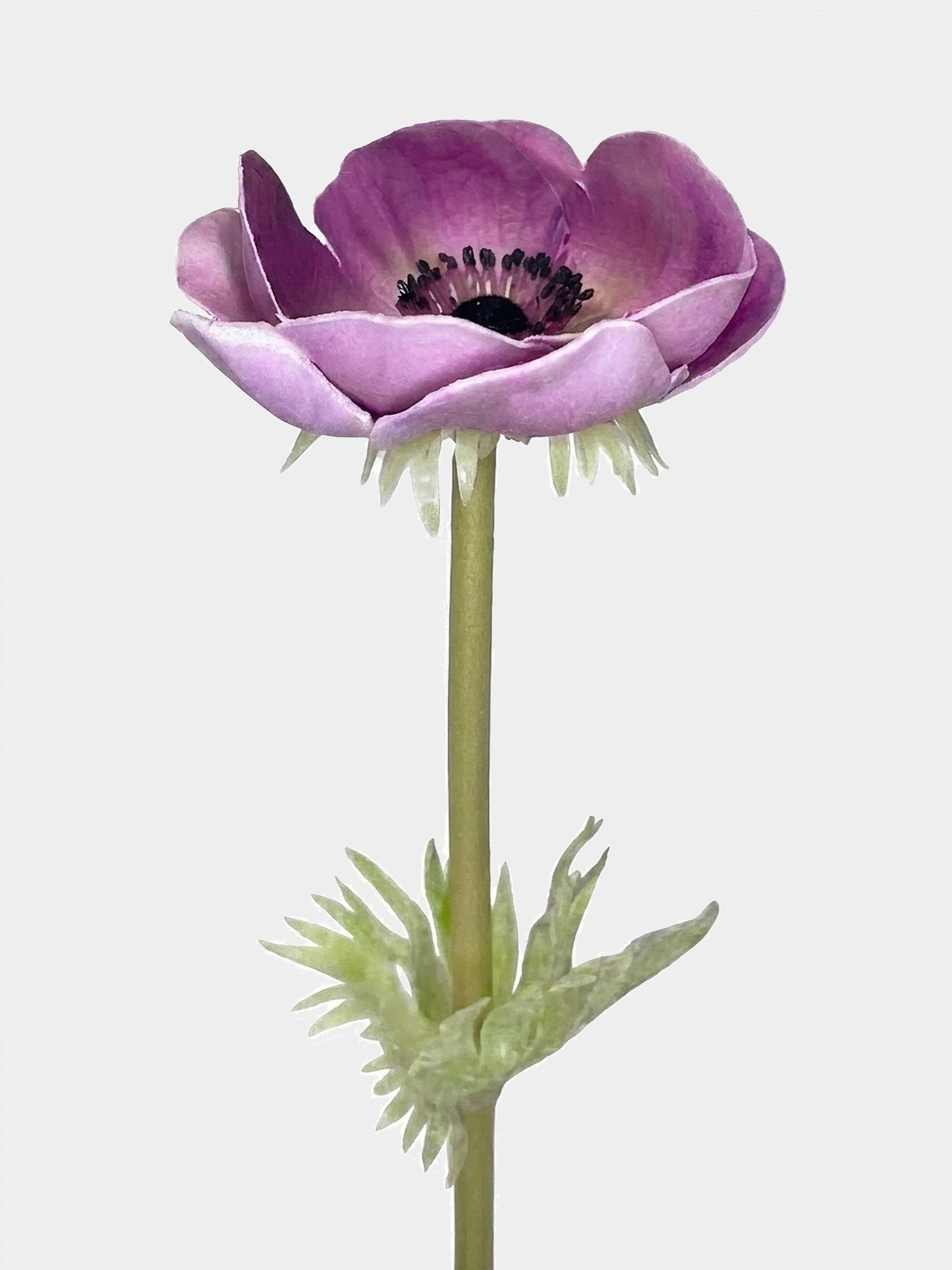 Real Touch Anemone Poppy Stem Secondary image